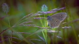 Aphantopus hyperantus - Auge Blume, Blüte Satyr oder Satyrinae Giperant ... / ***