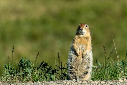 Squirrel (gopher Bering) in der Tundra / ***