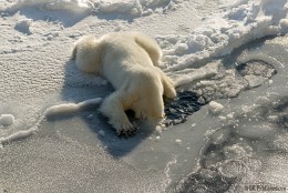 Nach einer stürmischen Partei, ein großer Teil davon war, für drei, Lapa drängen Eisstücke, den Kopf im Wasser - plop ... / ***