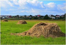 Hay in den Wiesen geerntet ... / ***