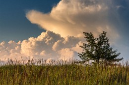 Wildings gebadet in den Wolken ... / ***