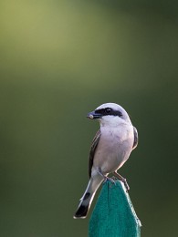 Jäger und Beute / ***