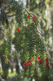 Beeren einer unbekannten Pflanze. / ***