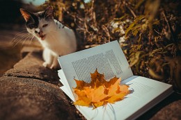 Passwort Bücher lesen Katzen ... / ***