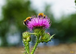 Zwei der Bumblebee / zwei Hummeln / SONY ILCE-6000 camera lens SEL-50 F/5 ISO 100