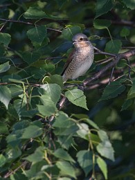 Molde shrike / ***