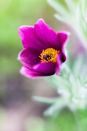 Küchenschelle / ***