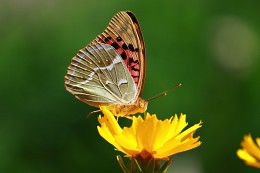 Schmetterling / ***