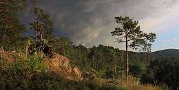 Gewitter Blätter / ***