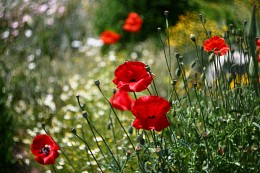 Mohn / ***