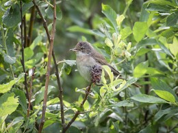 Grau Warbler / ***