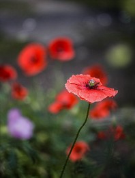 Mohn / ***