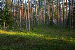 Abend in den Kiefernwald / ***