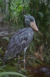 Shoebill / ***