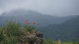 Poppies Funa / ***