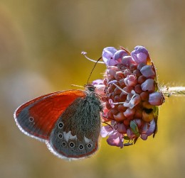 Schmetterling Sennitsa gemeinsam - Coenonympha glycerion ... / ***