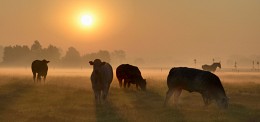 A very foggy summer morning. / ***