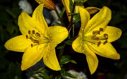 Blumen und Regentropfen / ***