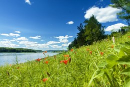 ... Es gibt Lilien in voller Blüte. / ***