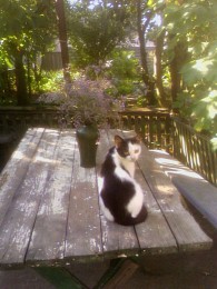 Porträt einer drehte sich halb um / ...