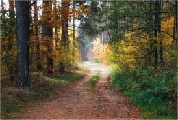 In den herbstlichen Wald / ***