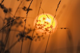 Gras und Sonne / ***