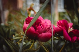 Blown Pfingstrose / ***