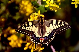 Swallowtail (Schwalbenschwanz vulgaris, lat. Papilio machaon) / ***