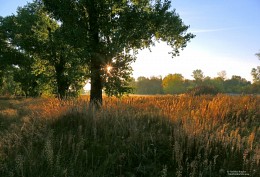 Treffen der Morgendämmerung / ***