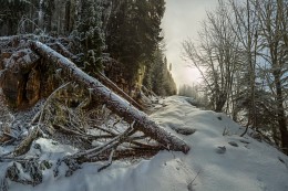 Wald Hindernis auf dem Weg in die Berge. / ***