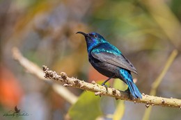 Sunbird / _____