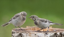 &quot;Sei nicht traurig, mein Bruder! ...&quot; / ***