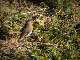 Robin - Jagderfolg! / ***