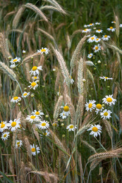 Daisies in the Rye / ***