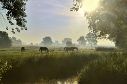 A summer morning in my region. / ***