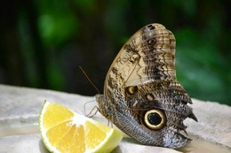 Mittagessen / ***