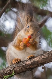 Eichhörnchen mit einem Apfel / ***