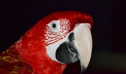 Drei Farben: Rot / ***