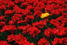 Drei Farben: Rot / ***