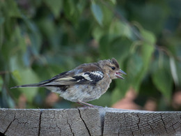 Finch, was die Sprache der Fotografie / ***