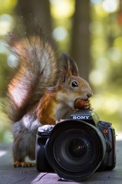 Squirrel Fotograf / ***