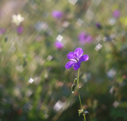 &quot;Die Quadratur flower&quot; / ***