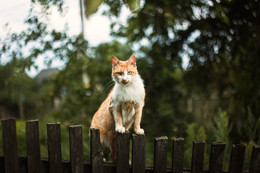 Katze auf einem Zaun / ***