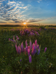 Sonnenuntergang mit Lupine. / ***