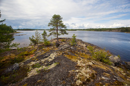 Karelischen Skizzen. Pine. / ***