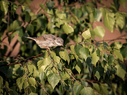 Grau Warbler / Silvia communis