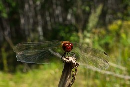 Dragonfly / ***
