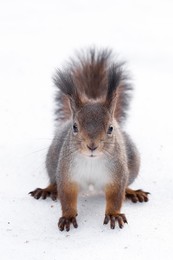 Eichhörnchen im Schnee / ***