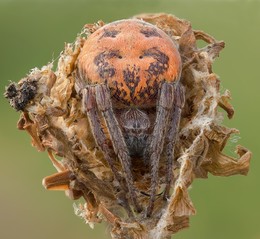 Lodge spider / Larinioides