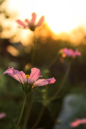 Kosmeya Garten / ***